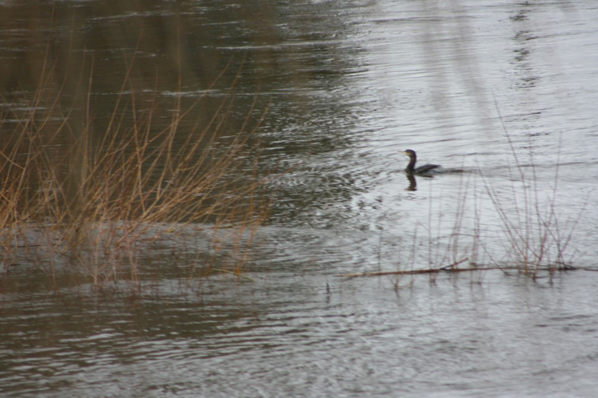 Neotropic Cormorant - Margarita Parraguez