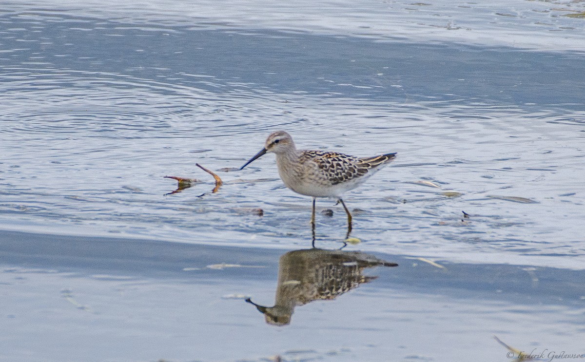 Stilt Sandpiper - ML373125961