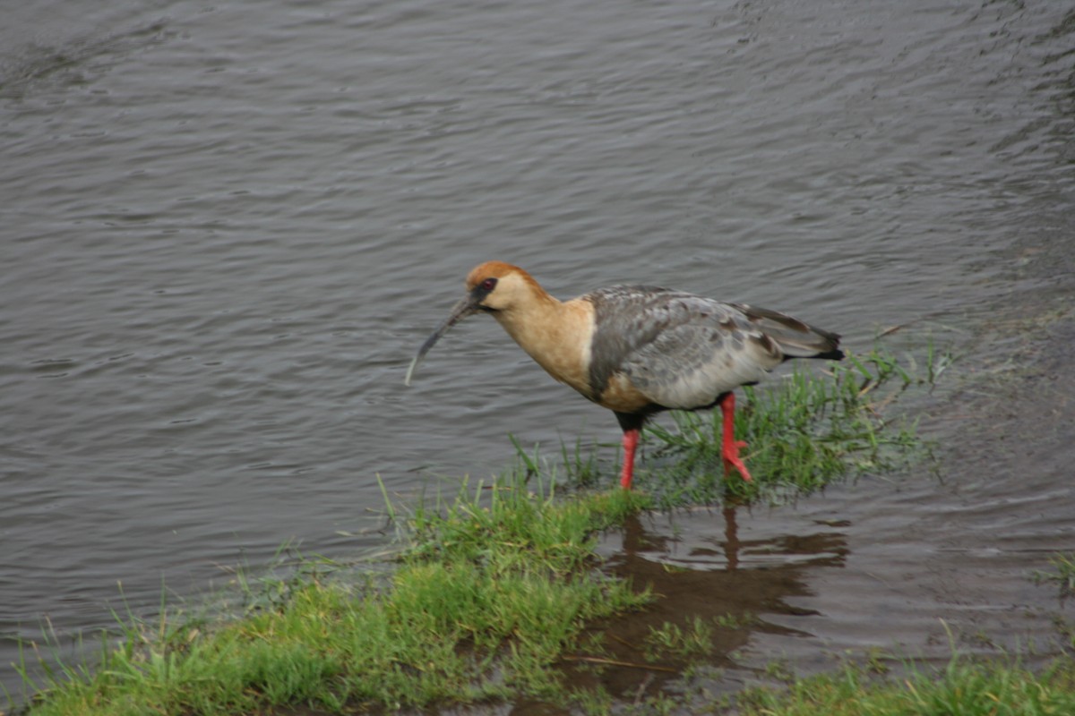 Black-faced Ibis - Margarita Parraguez