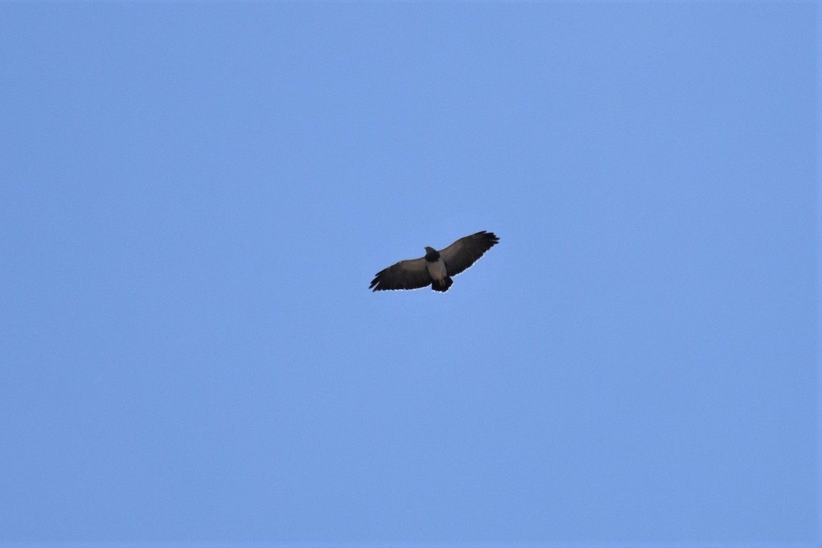 Black-chested Buzzard-Eagle - ML373127201