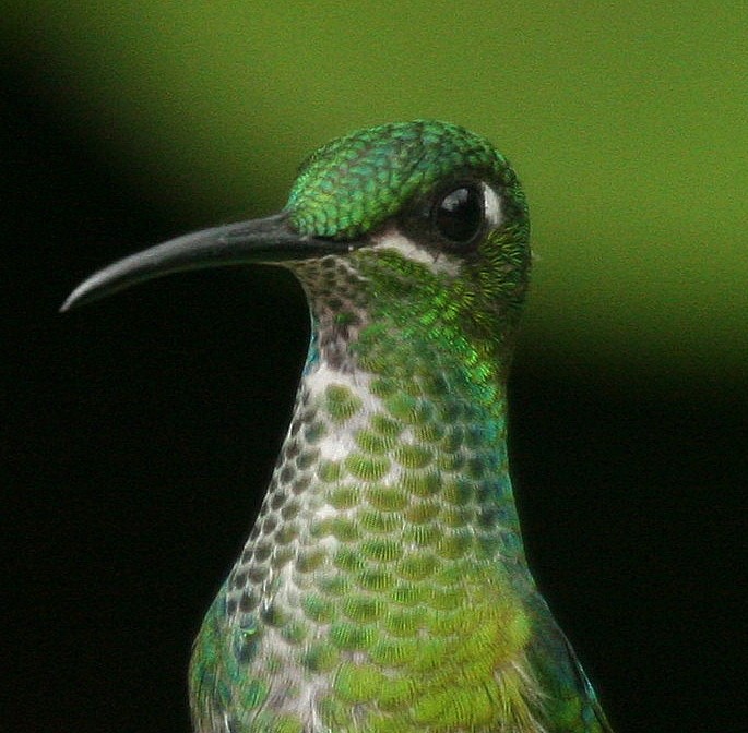 Green-crowned Brilliant - Dave Czaplak