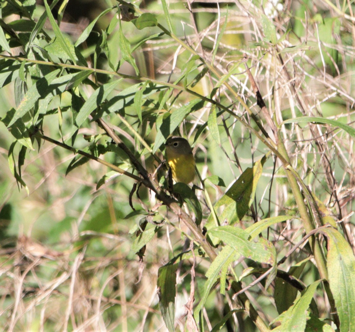 Paruline à joues grises - ML373129791