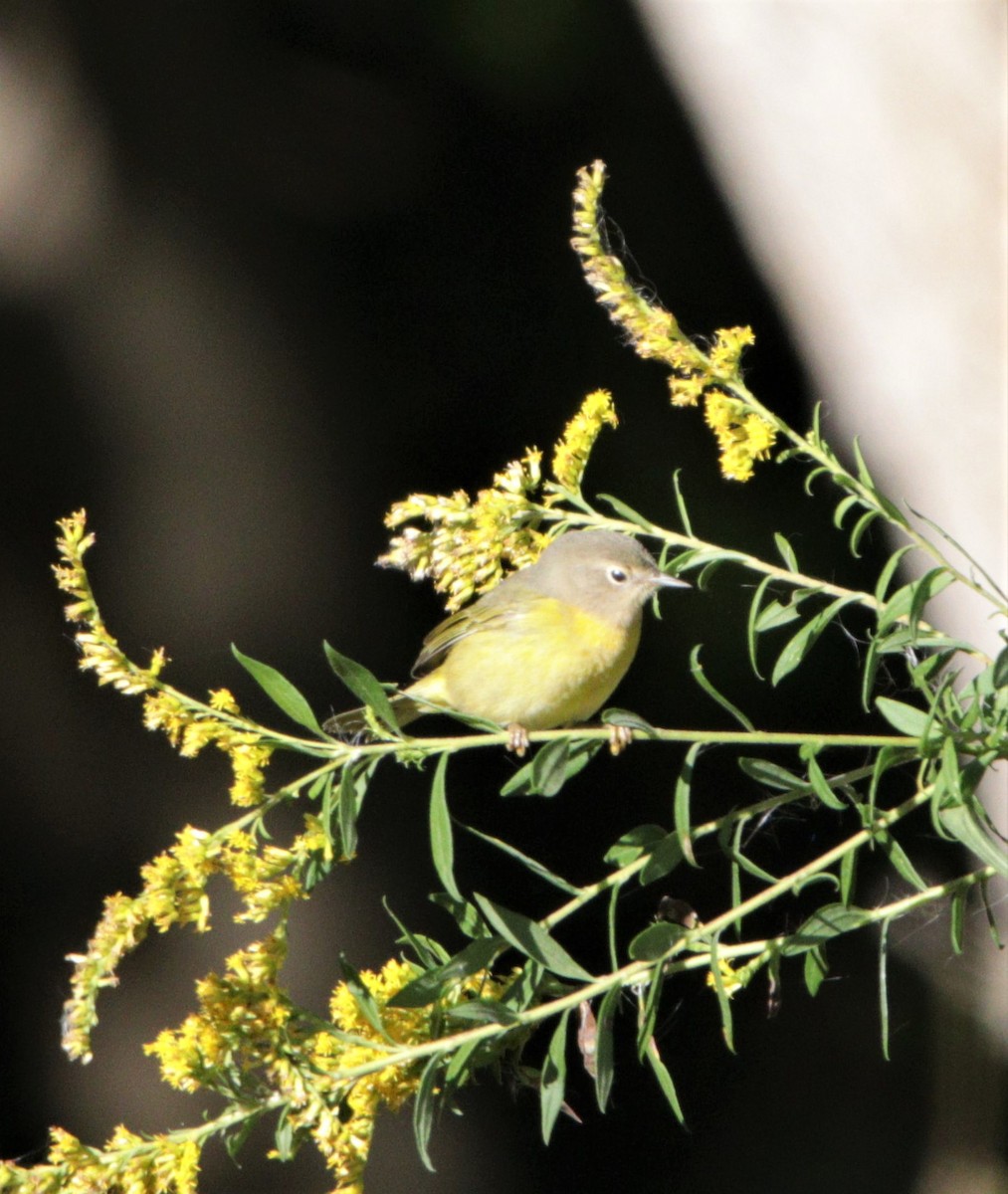 Mourning Warbler - ML373129861