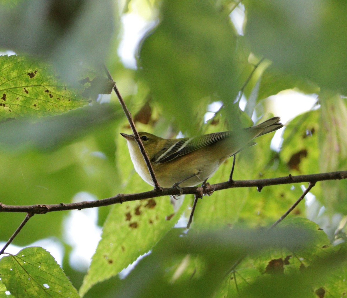 Bay-breasted Warbler - Paul Koenig