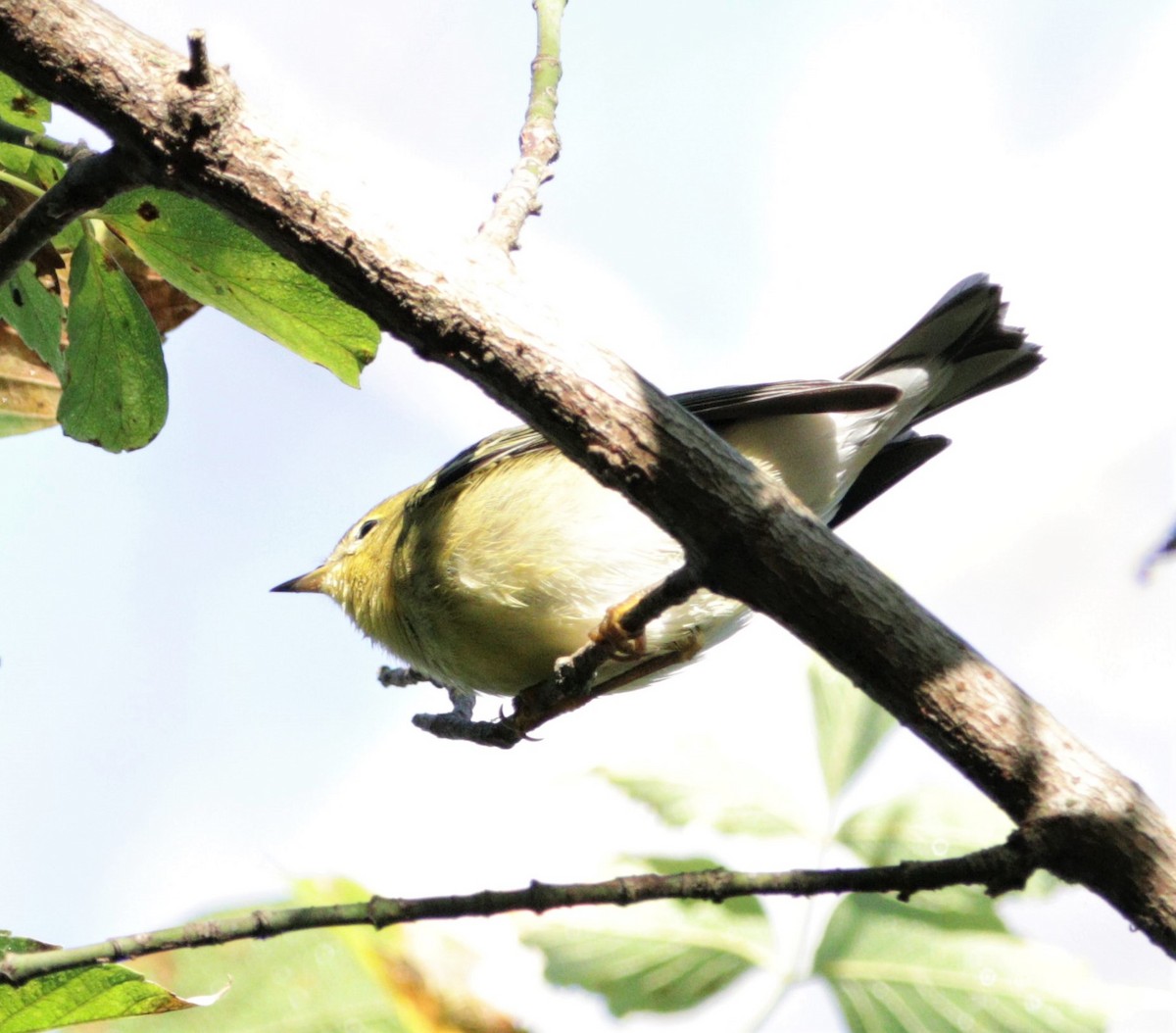 Blackpoll Warbler - ML373130071