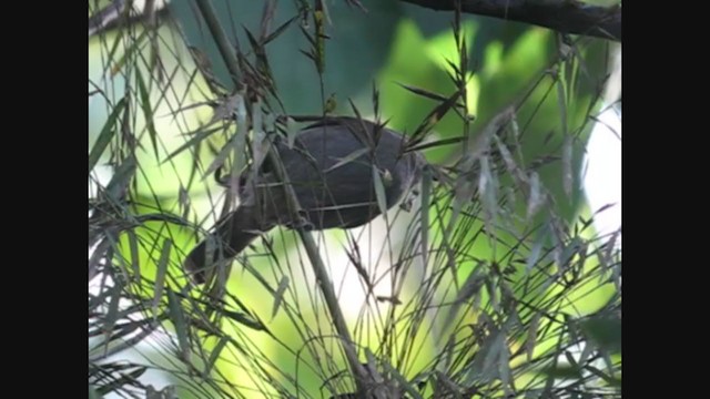 Slate-colored Seedeater - ML373130221