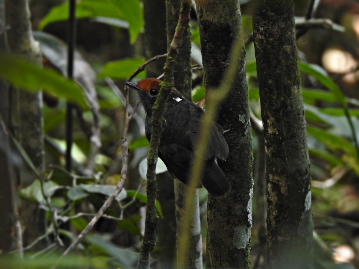 Chestnut-crowned Gnateater - ML373130831