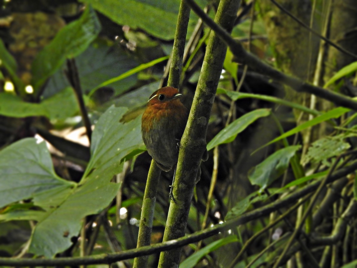 Chestnut-crowned Gnateater - ML373130871