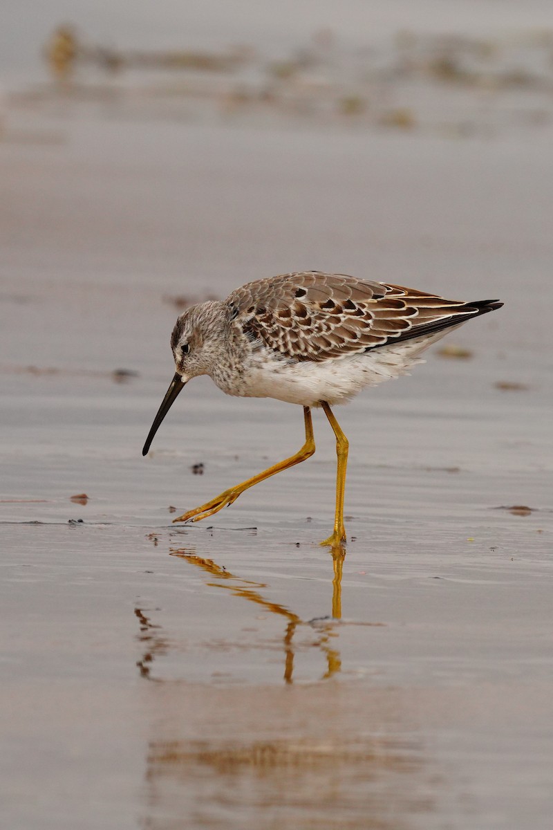 Stilt Sandpiper - ML373131171