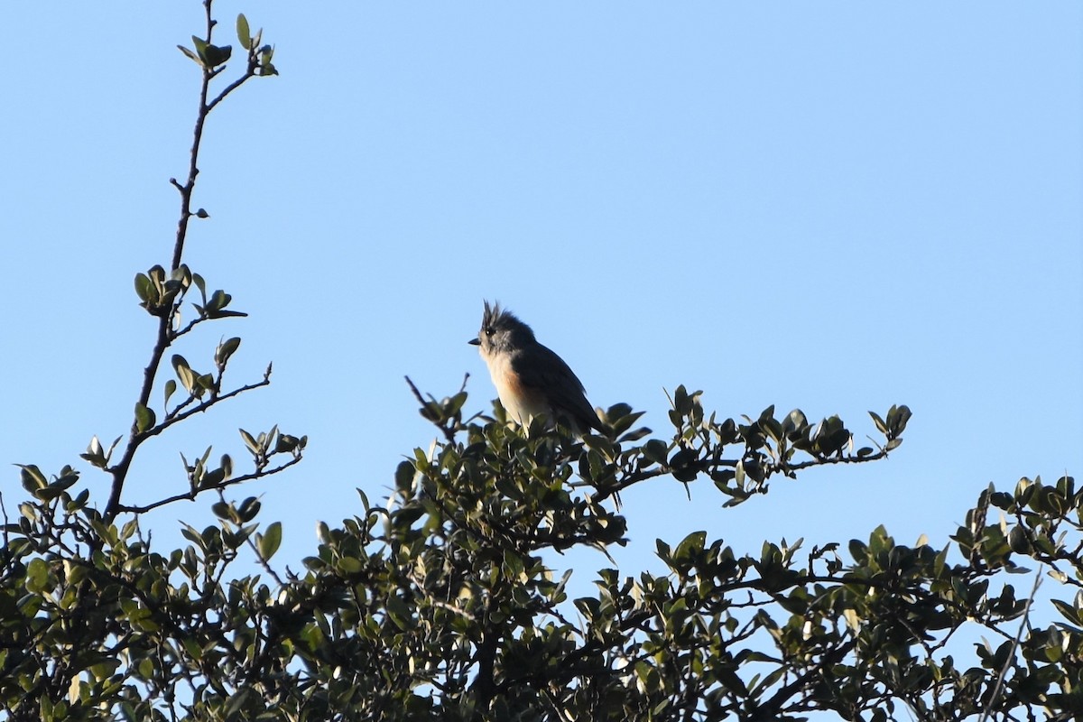 Black-crested Titmouse - Jeff Palis