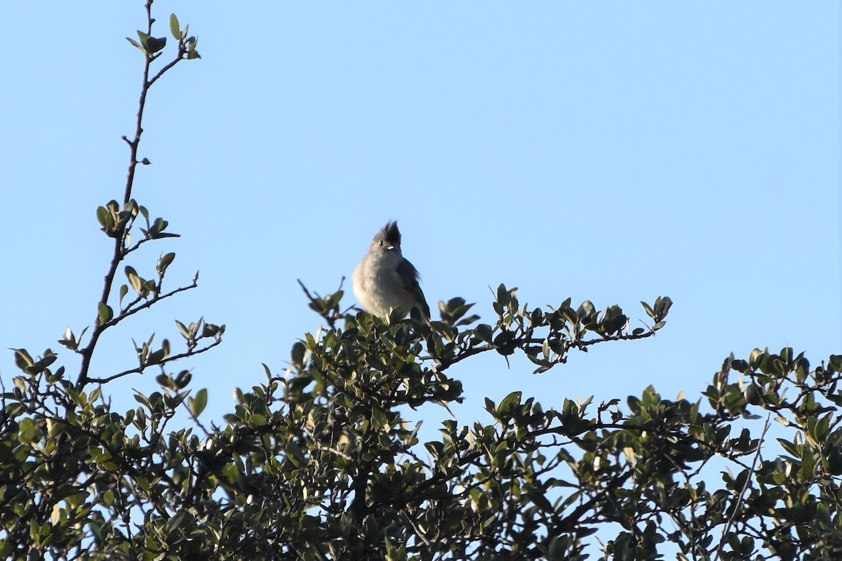 Black-crested Titmouse - Jeff Palis