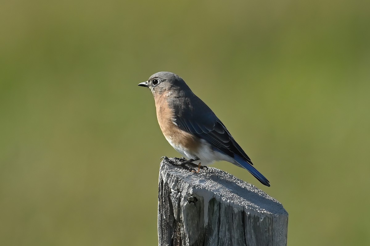 Eastern Bluebird - ML373131821