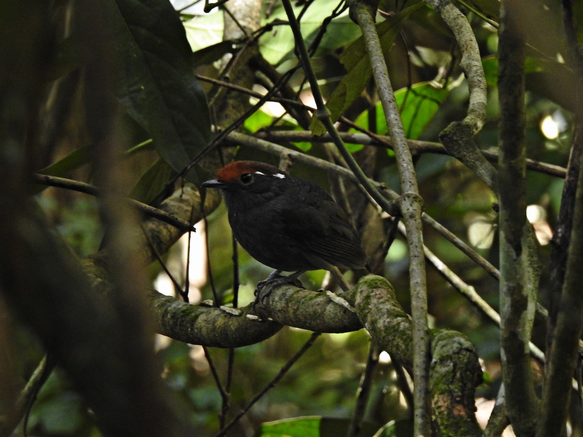 Chestnut-crowned Gnateater - ML373132301