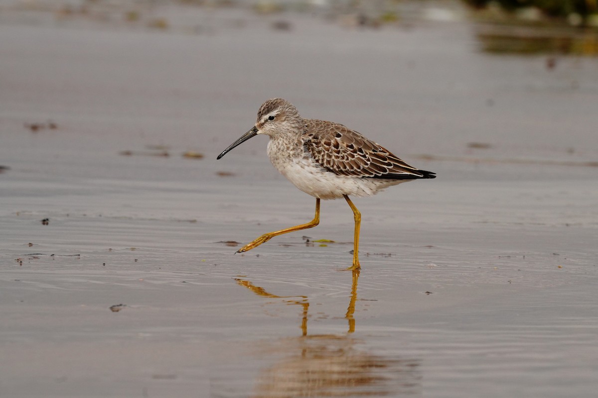 Stilt Sandpiper - ML373132331