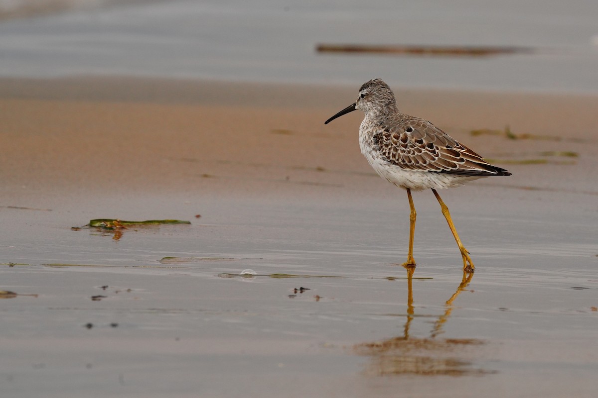 Stilt Sandpiper - ML373132351