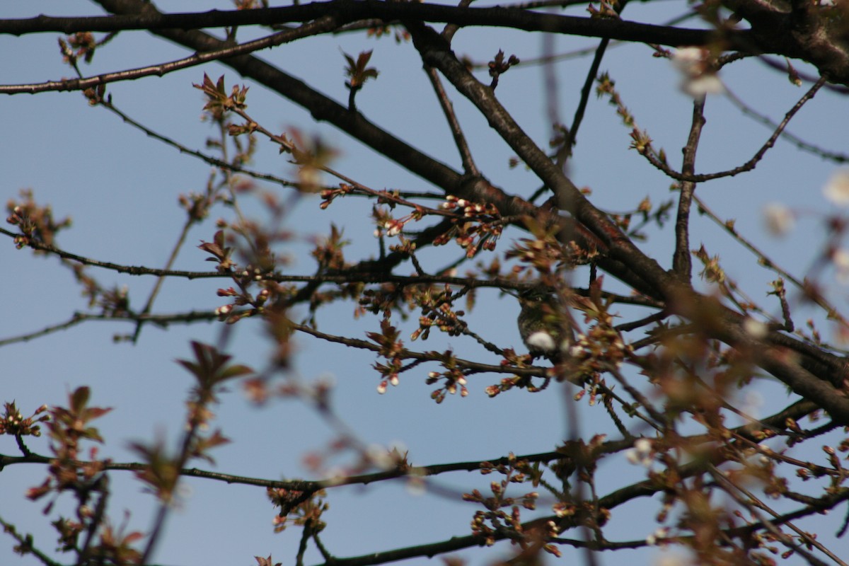 Green-backed Firecrown - Margarita Parraguez