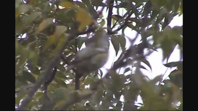 Cassin's Vireo - ML373135471