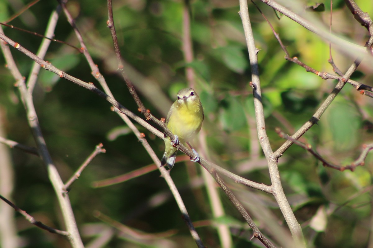 Philadelphia Vireo - ML373136951