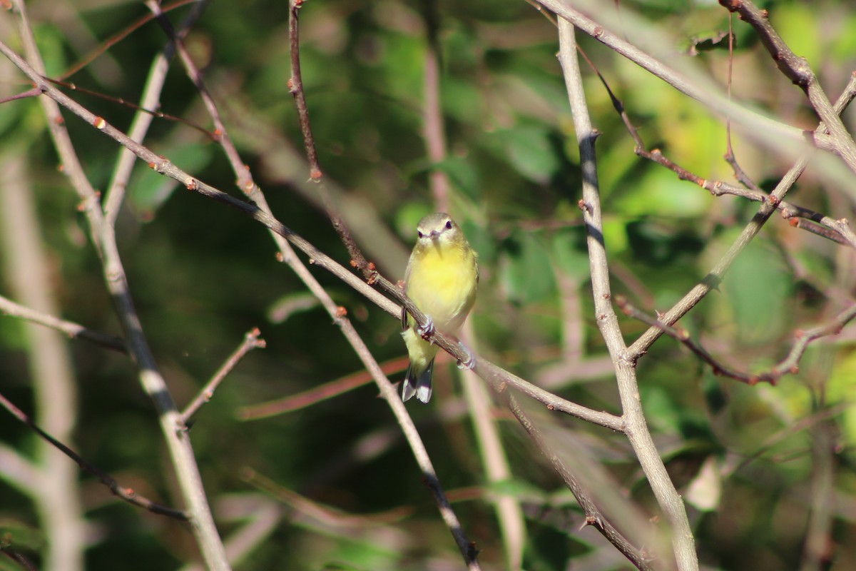 Philadelphia Vireo - ML373136991