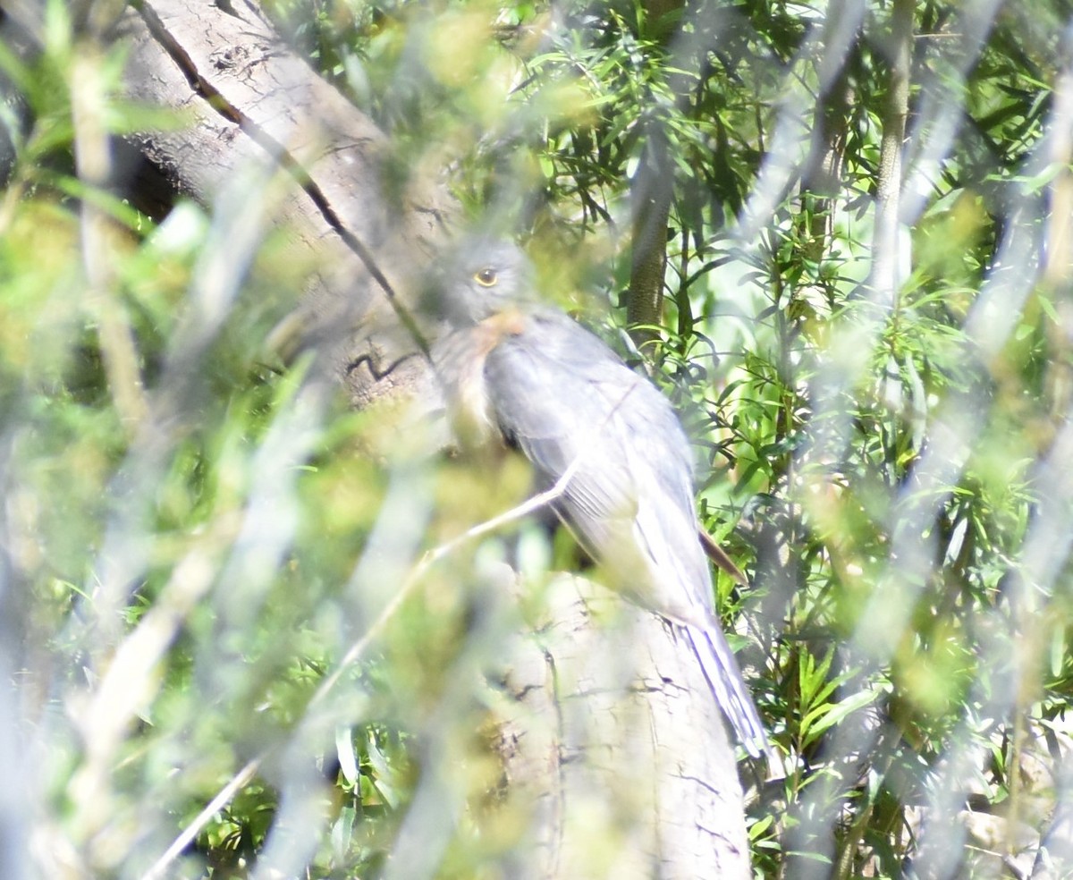 Fan-tailed Cuckoo - ML373137811