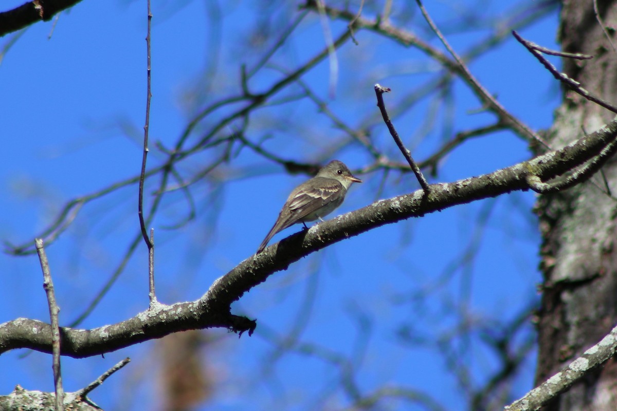 Eastern Wood-Pewee - ML373137851