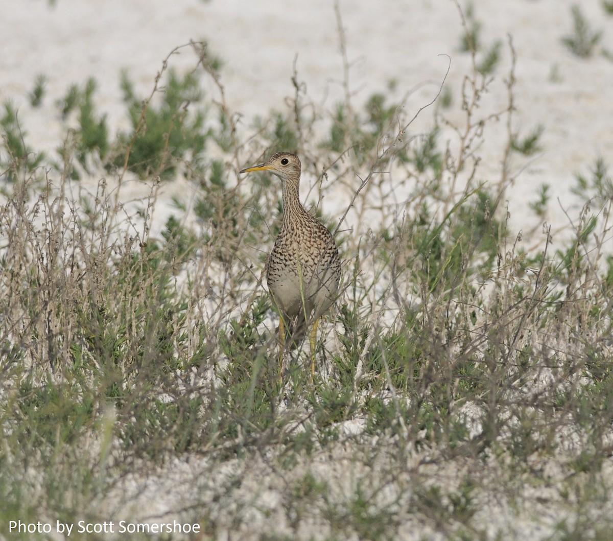 Upland Sandpiper - ML37313811