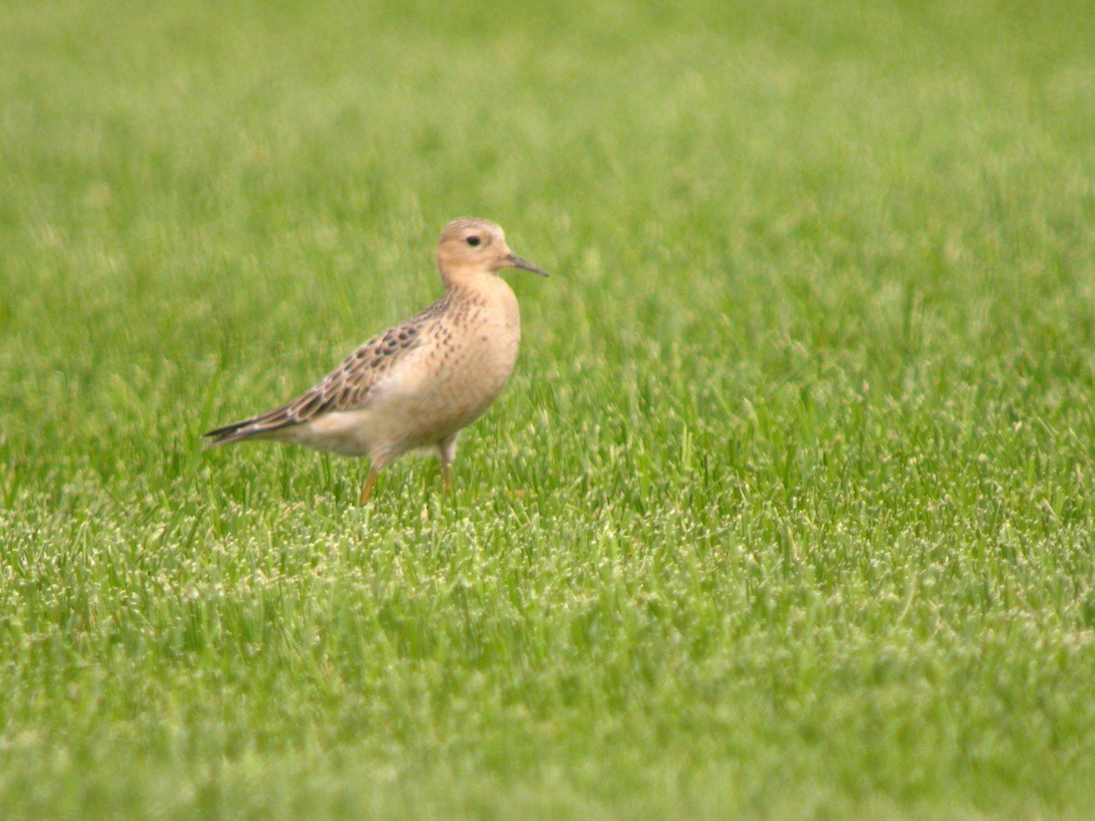 Buff-breasted Sandpiper - ML373138501