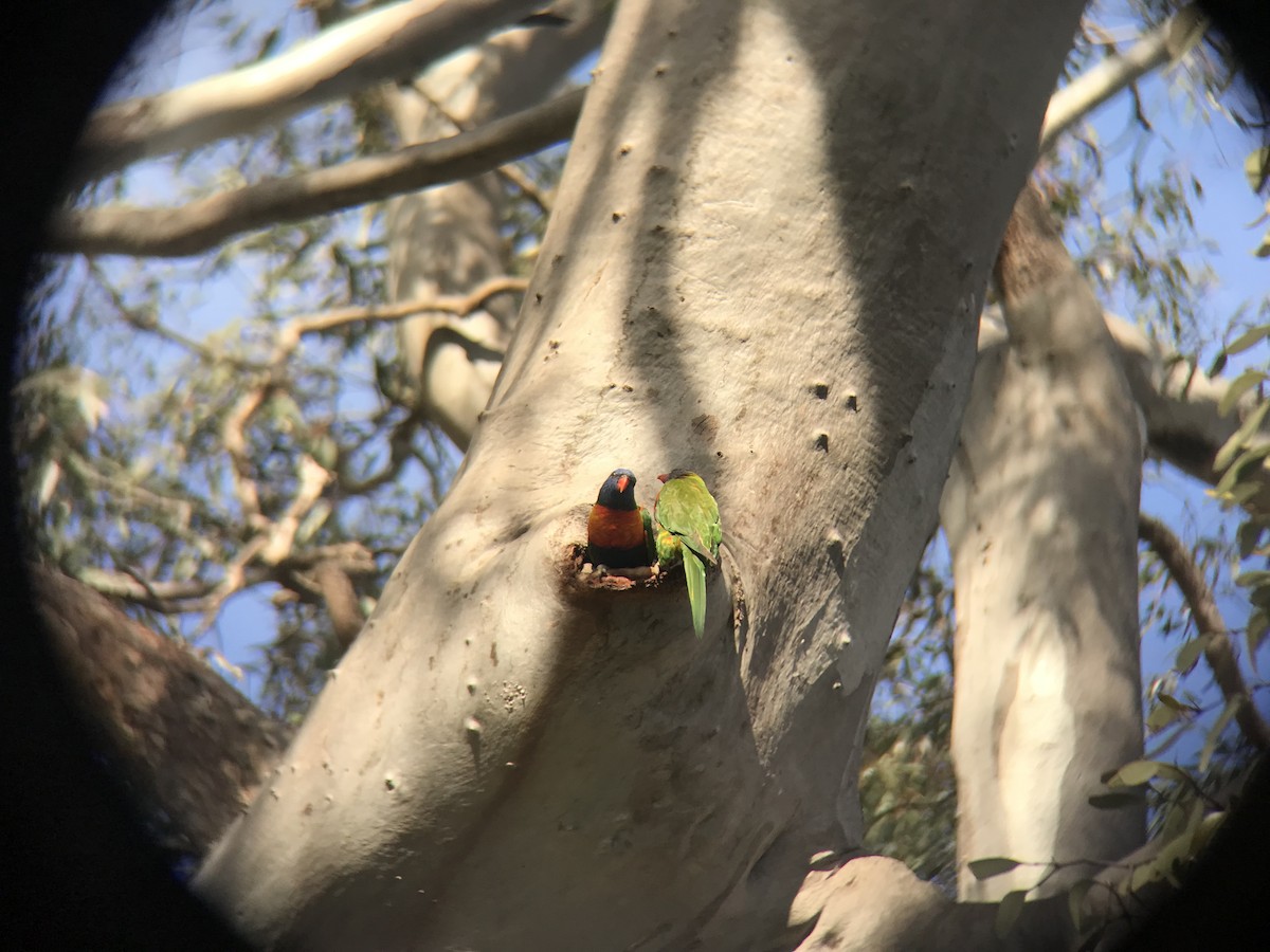 Rainbow Lorikeet - ML373138671