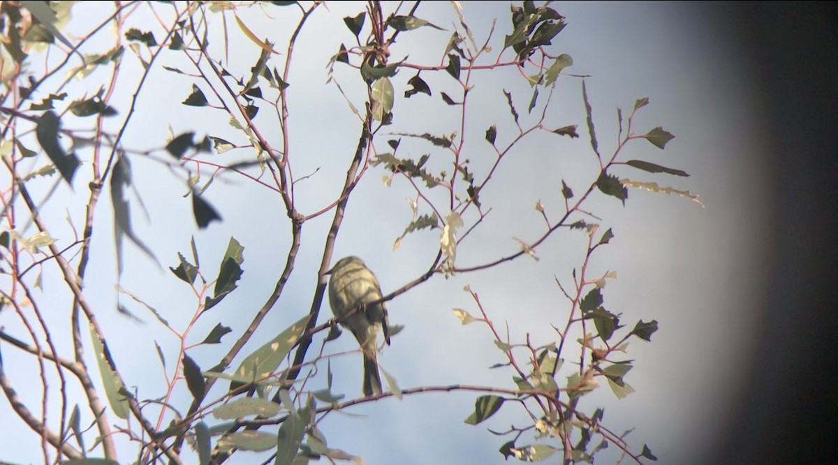 White-plumed Honeyeater - ML373138911