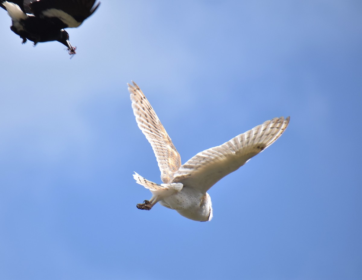 Barn Owl - ML373140351