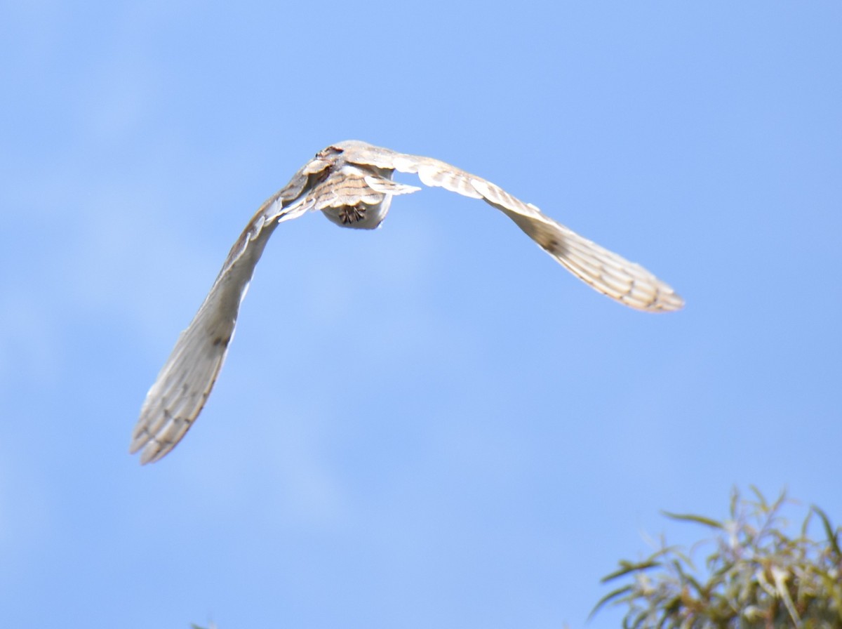 Barn Owl - ML373140431