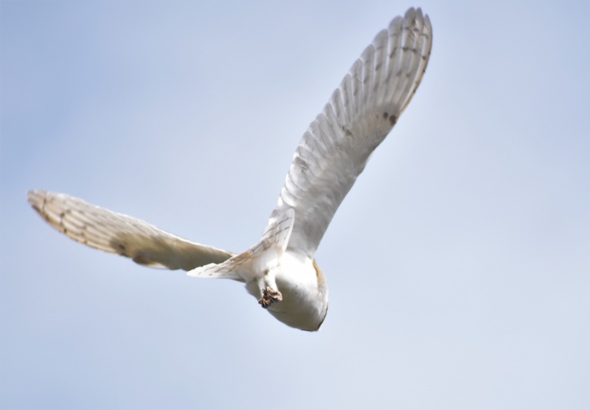 Barn Owl - ML373140521