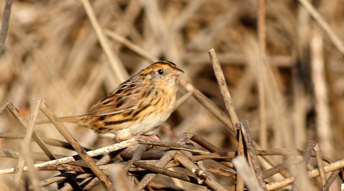 LeConte's Sparrow - ML373141151