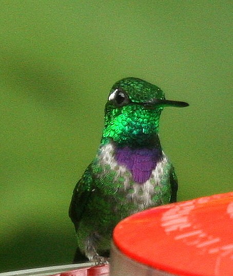 Purple-bibbed Whitetip - Dave Czaplak