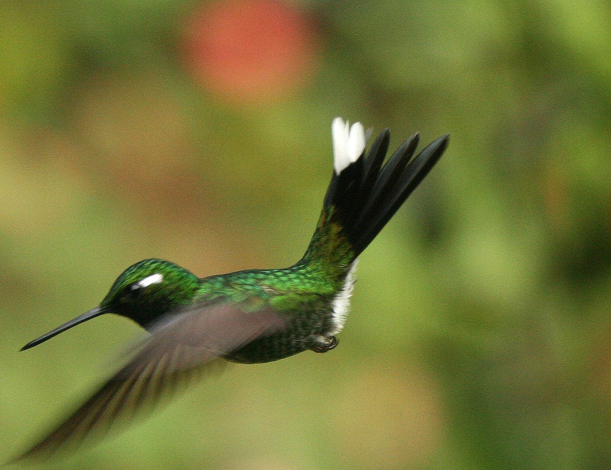 Colibrí Puntiblanco Occidental - ML37314211