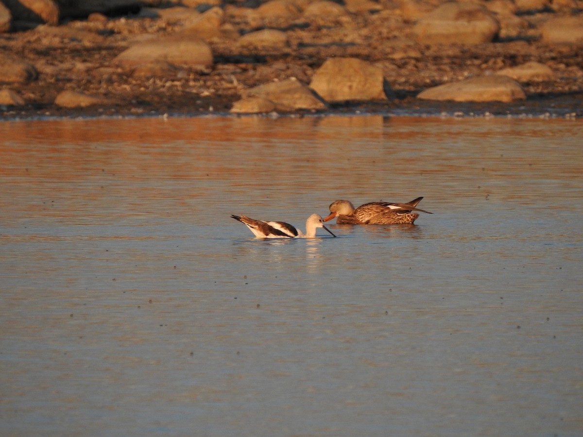 Gadwall - ML373142241