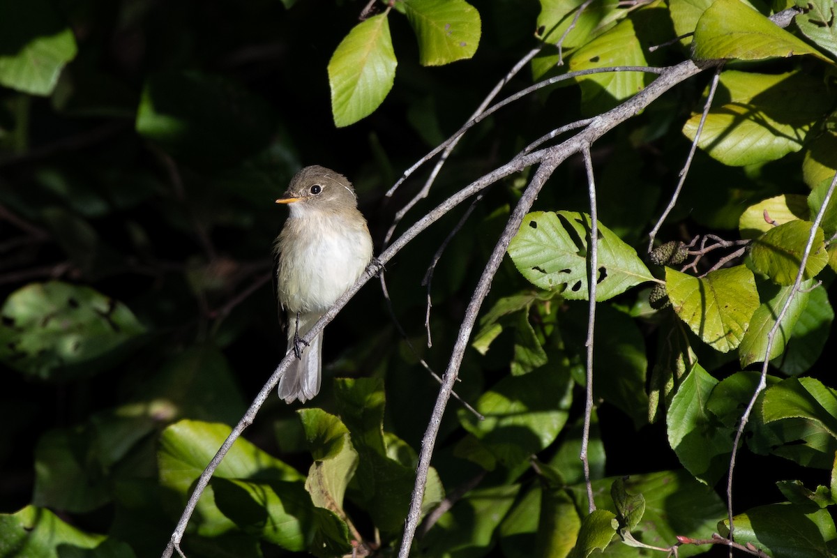 Empidonax sp. - ML373143161