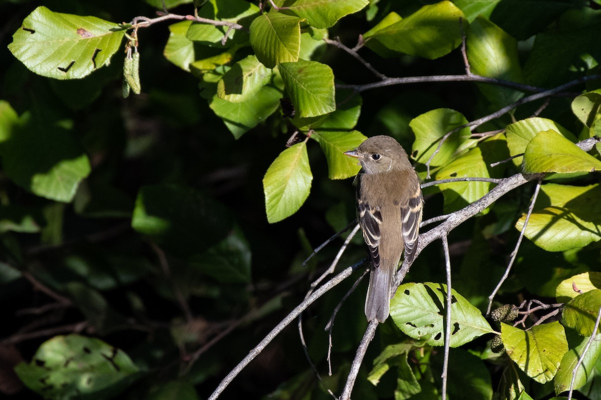 Empidonax sp. - ML373143231