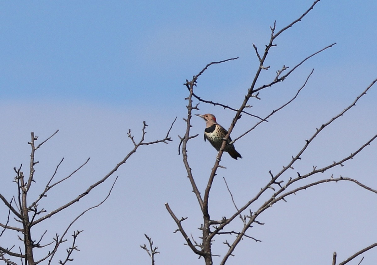 Northern Flicker - ML373145041