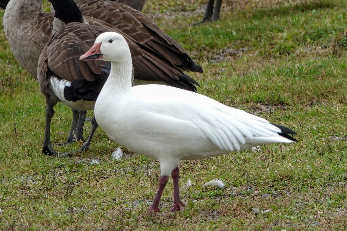 Snow Goose - ML373145801