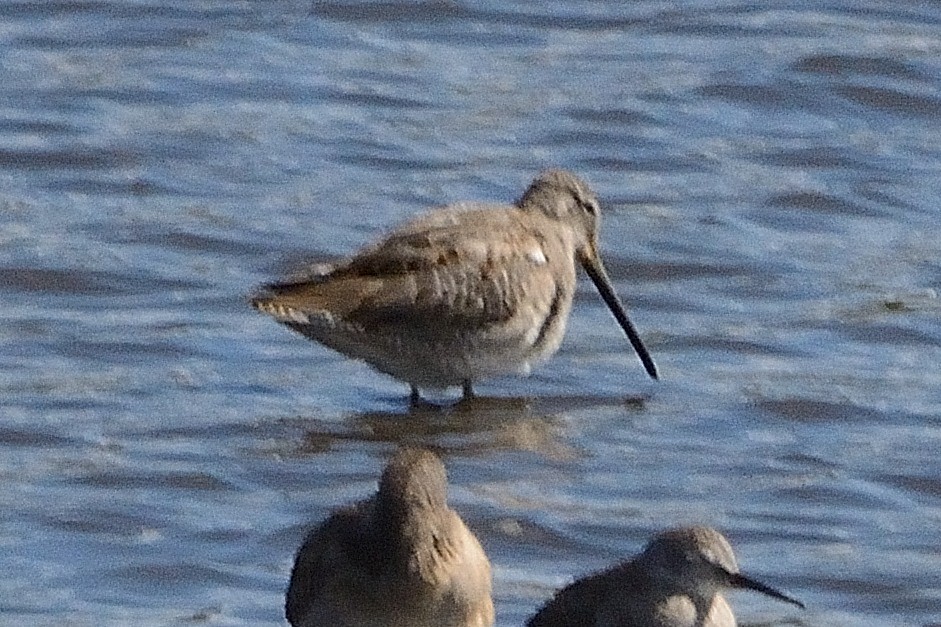 Short-billed Dowitcher - ML373145921