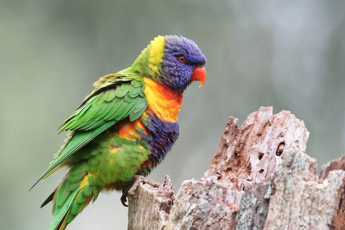 Rainbow Lorikeet - ML373146171