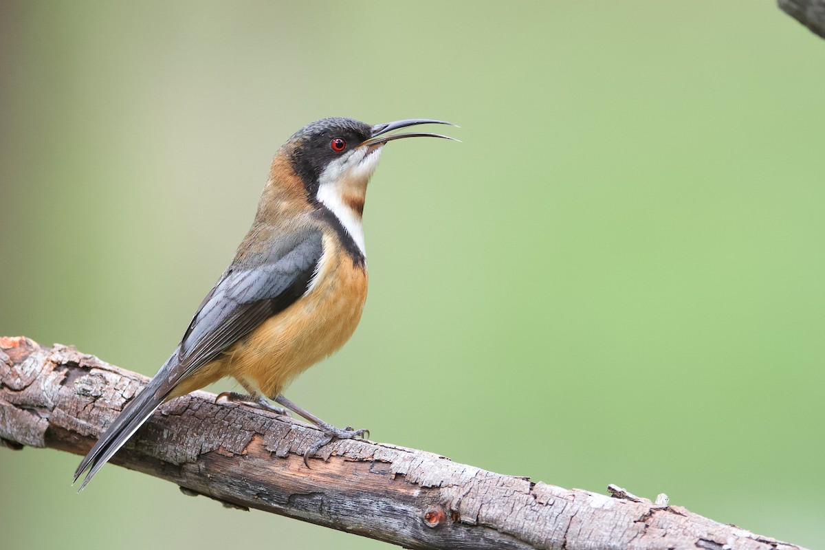 Eastern Spinebill - ML373146411