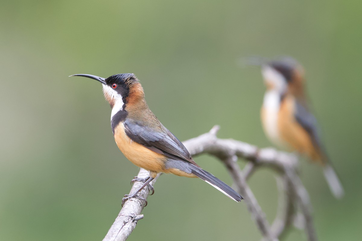 Eastern Spinebill - Adrian van der Stel