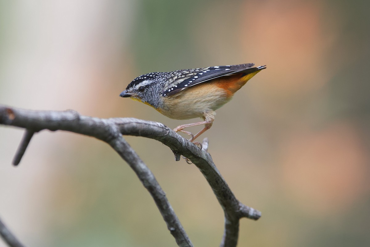 Spotted Pardalote - ML373146821