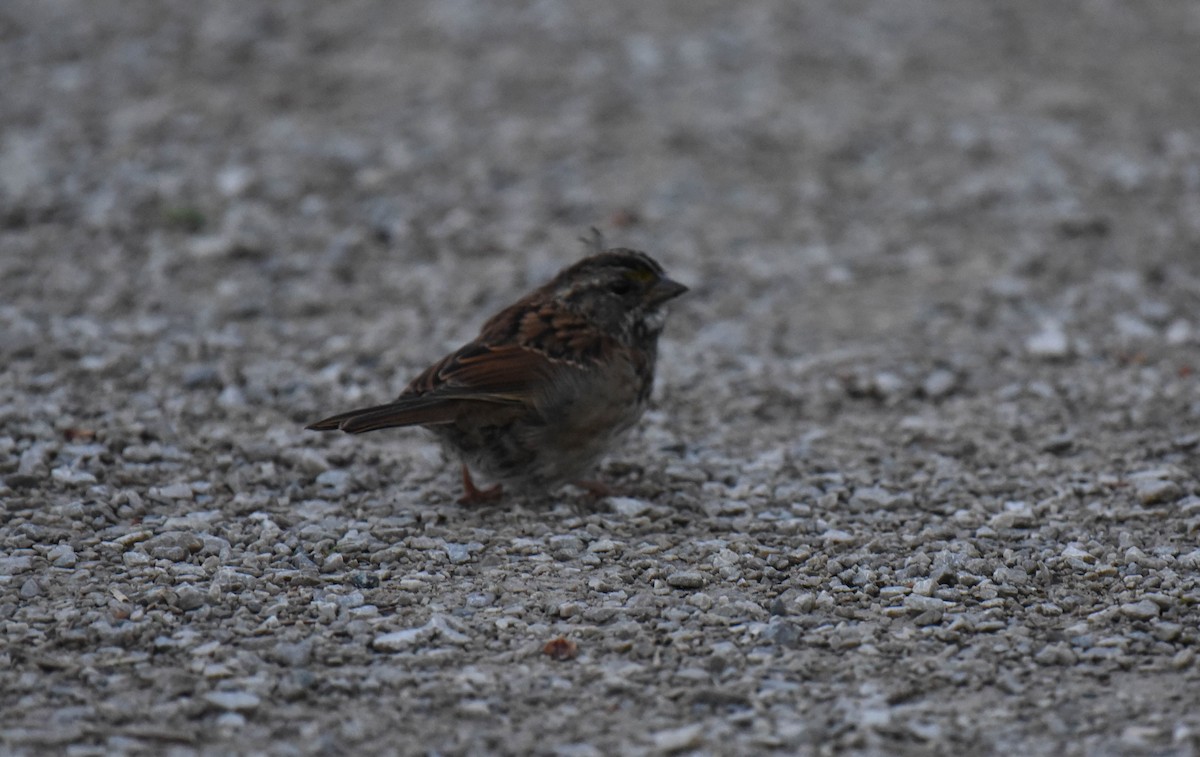 White-throated Sparrow - ML373147251