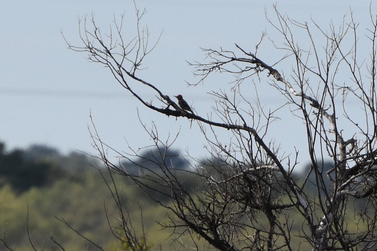 Ladder-backed Woodpecker - ML373149821