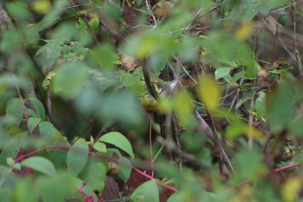 Northern Parula - Amy Lyyski