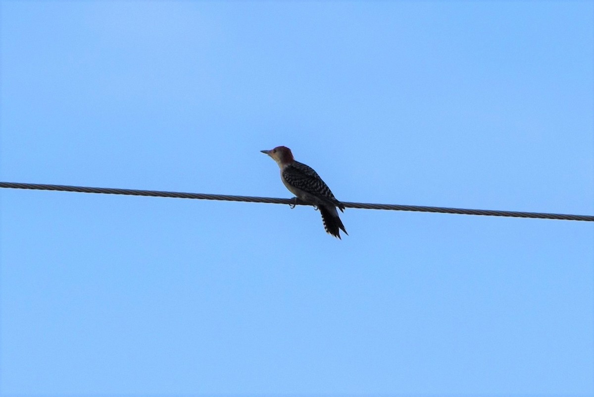 woodpecker sp. - ML373150831