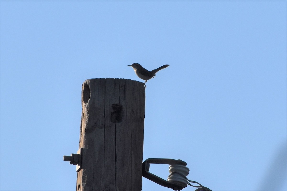 Bewick's Wren - ML373151571